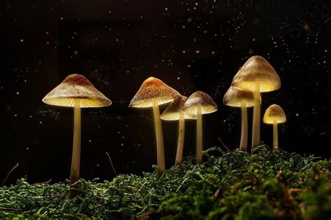 The Relationship Between Magic Mushrooms and Creativity